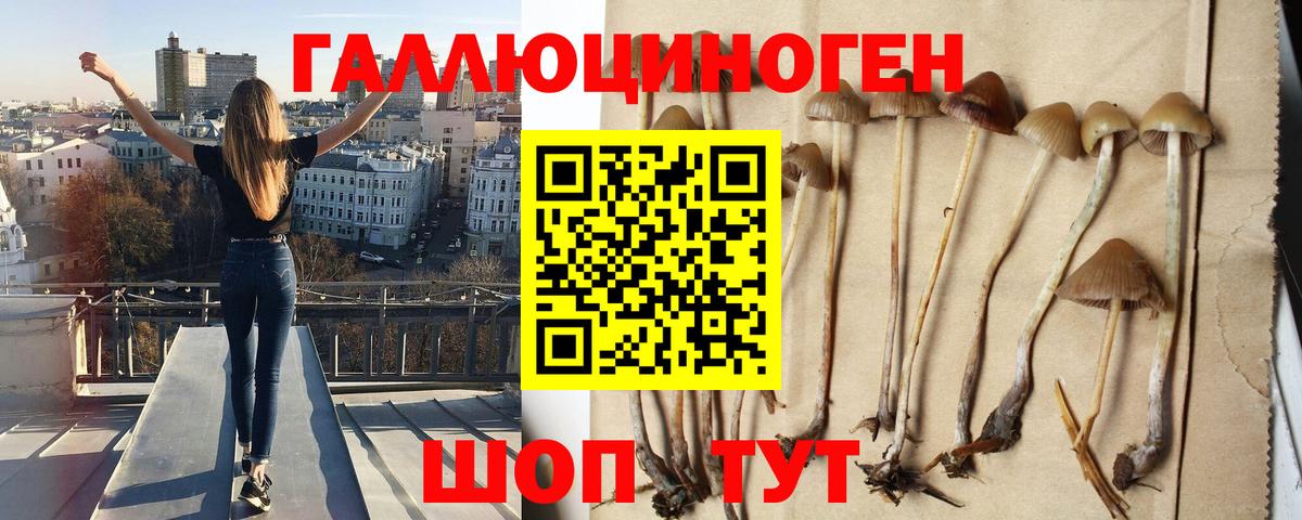 Псилоцибиновые грибы Psilocybe  Вход с VPN  Псилоцибиновые грибы Psilocybine cubensis  Новоалтайск 